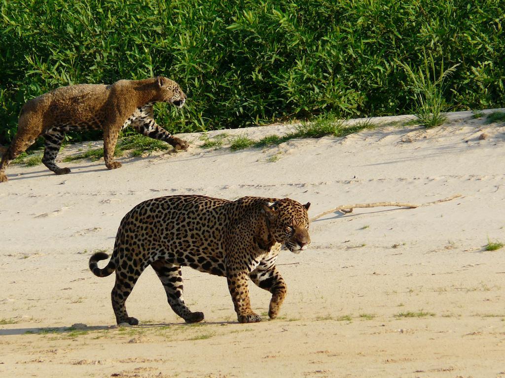 Hotel Pousada And Safari กูยาบา ภายนอก รูปภาพ