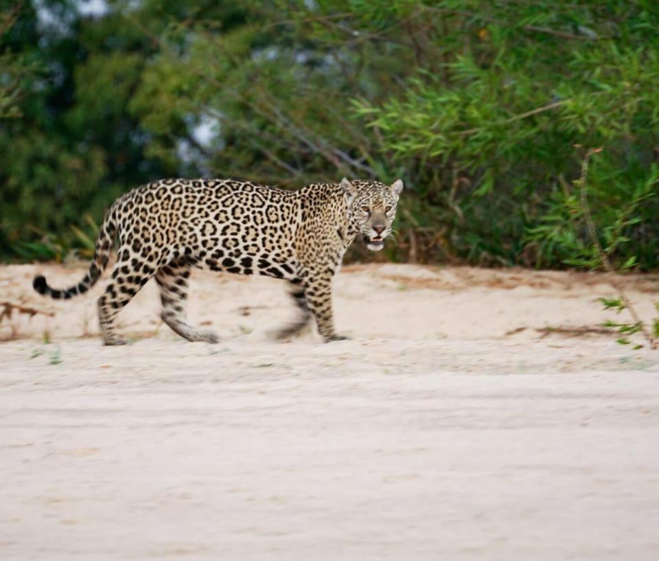 Hotel Pousada And Safari กูยาบา ภายนอก รูปภาพ