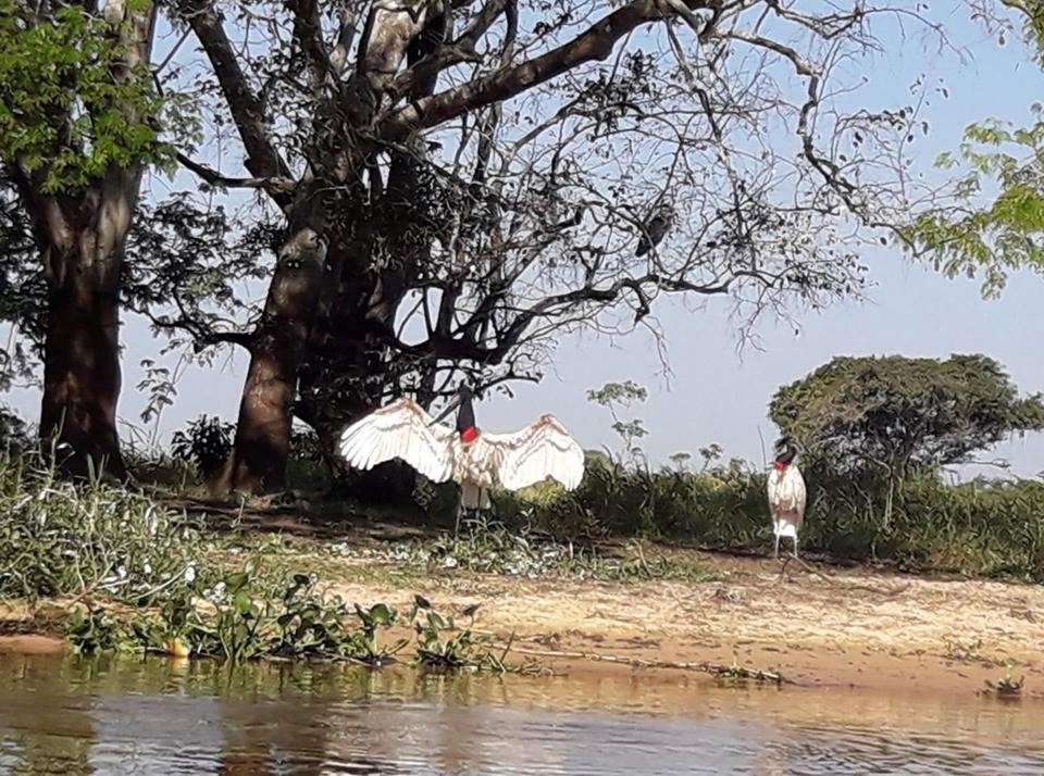 Hotel Pousada And Safari กูยาบา ภายนอก รูปภาพ